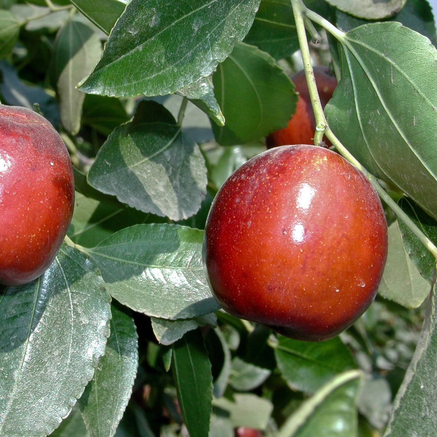 Li Jujube - 5 Gallon - #1220