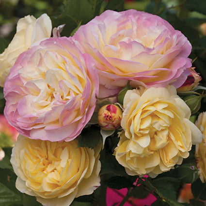 Rose Life of the Party - Floribunda - TNP - #29778