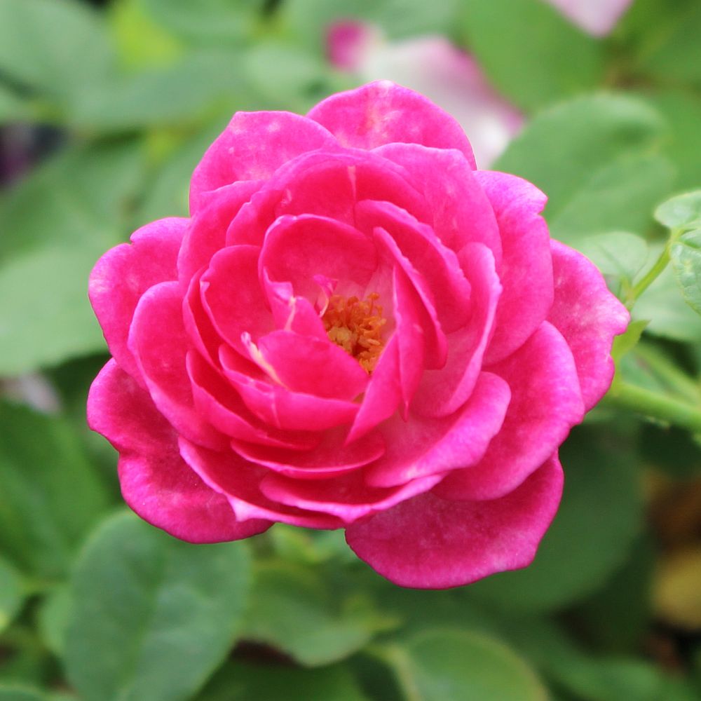 Rose Life's Little Pleasures - Mini - TNP - #27815