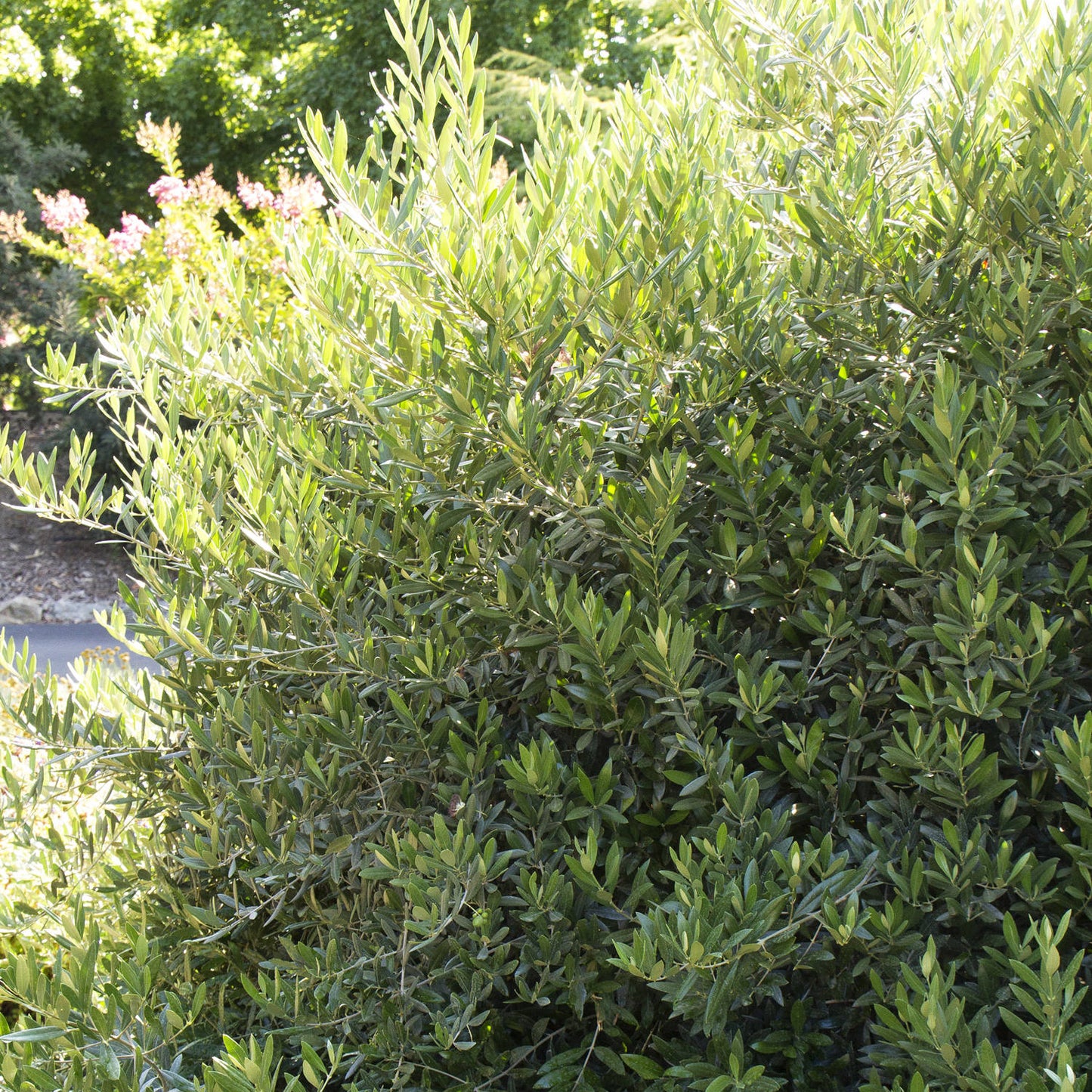 Olive Dwarf 'Little Ollie' - 5 Gallon - #3791