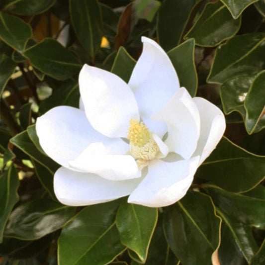 Little Gem Magnolia - 15 Gallon - #660