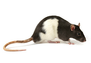 Live Jumbo / XL Feeder Rat - #25048