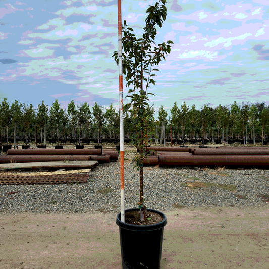 Crabapple 'Snowdrift' - 15 Gallon