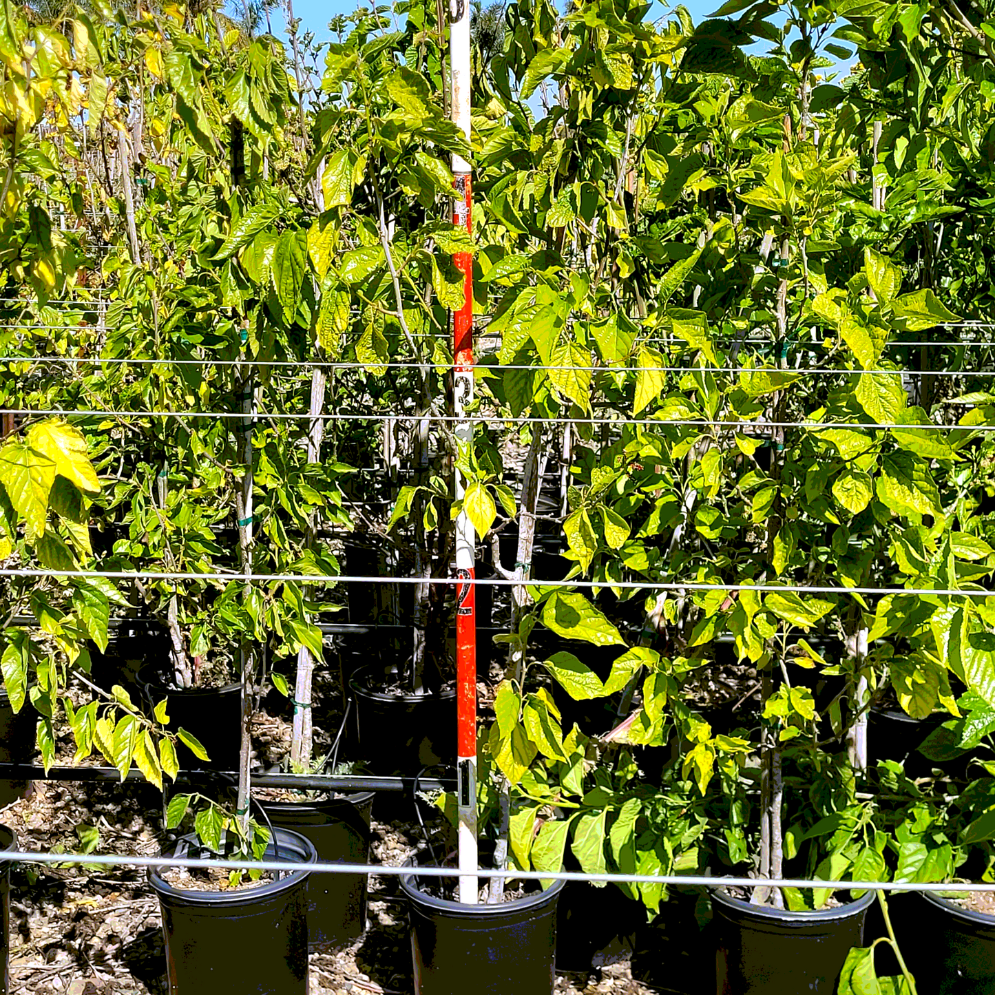 Fruitless Mulberry - 5 Gallon - #250