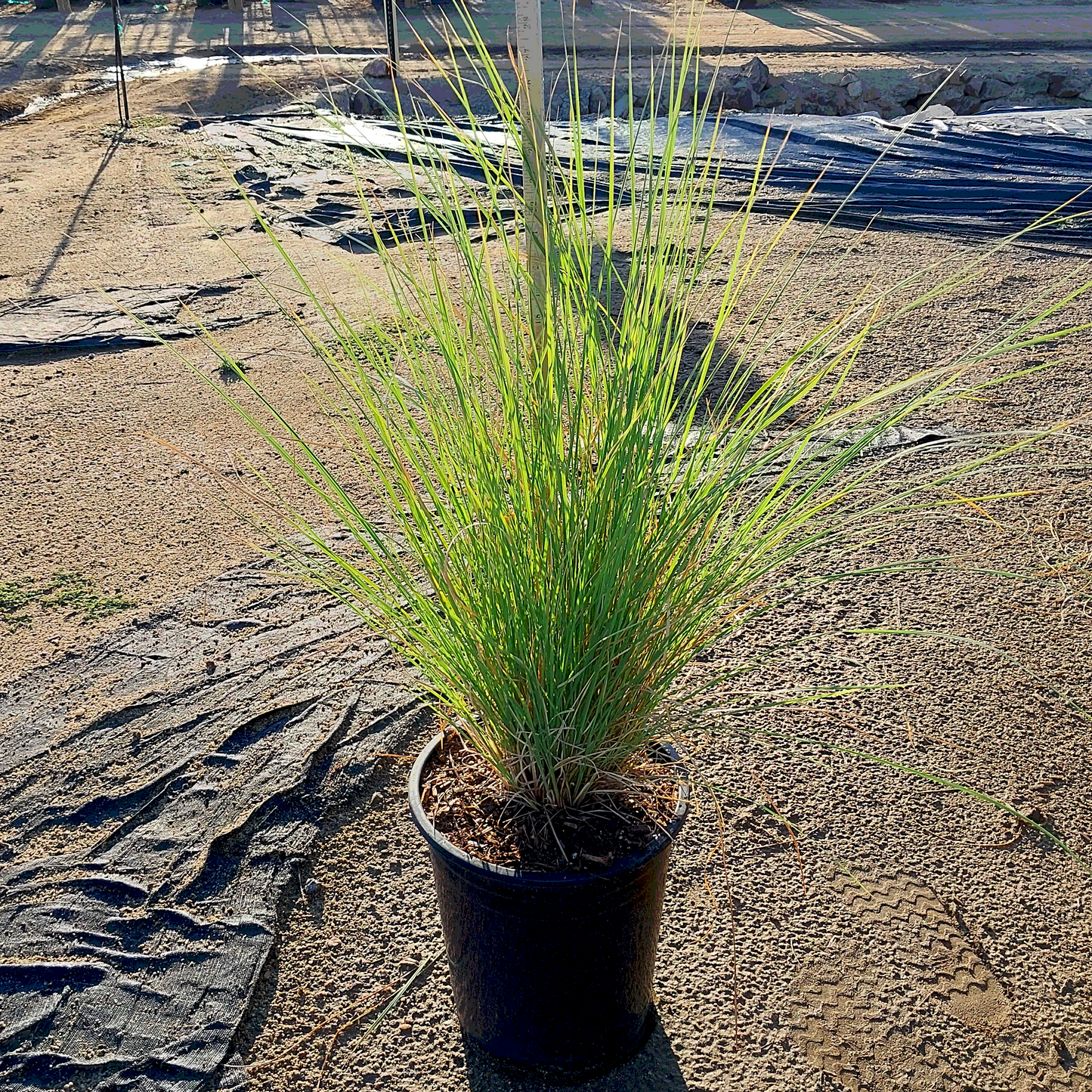 Autumn Glow Muhly Grass  - 5 Gallon - #16733