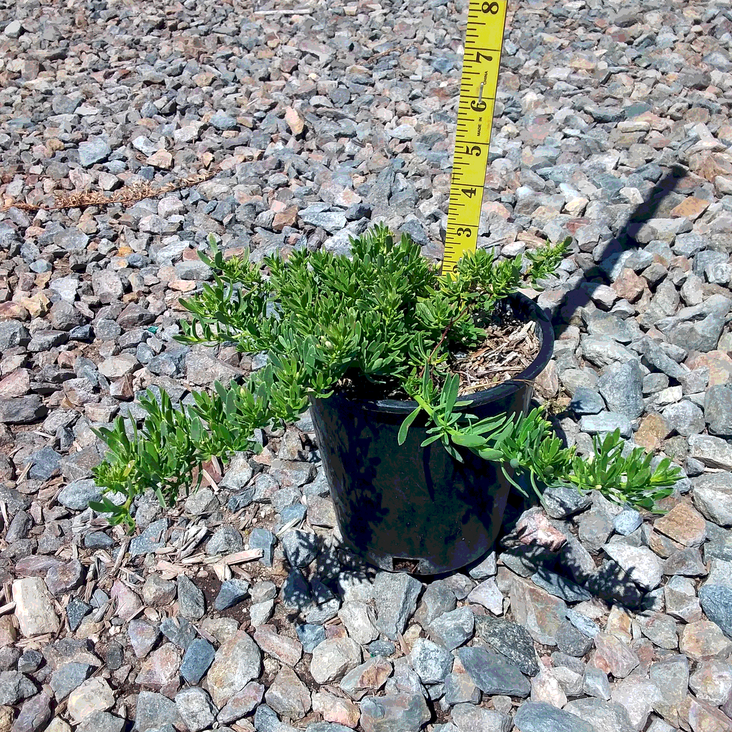 Putah Creek Creeping Myoporum - 1 Gallon - #32947