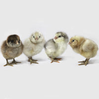 Ameraucana Chick  - Female - AKA Easter Eggers - #9641