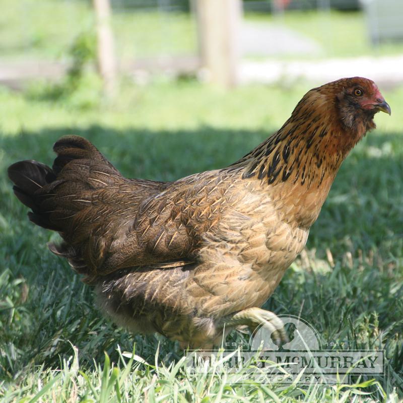 Ameraucana Chick  - Female - AKA Easter Eggers - #9641