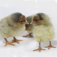 Blue Laced Red Wyandotte - Female - Chick - #19087