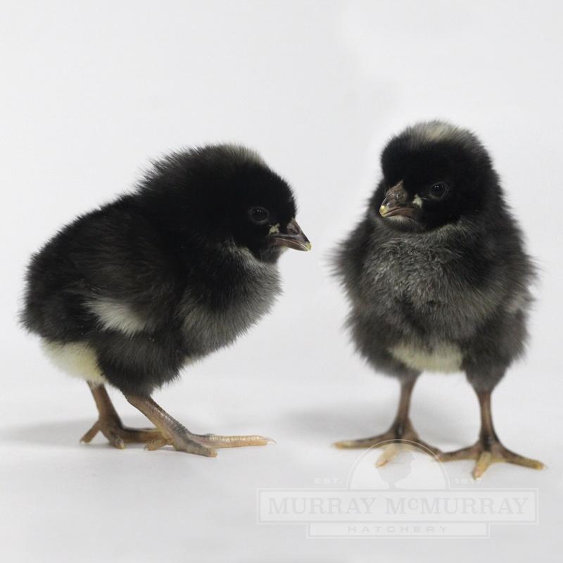 Barred Plymouth Rock Chick - Female - #9212