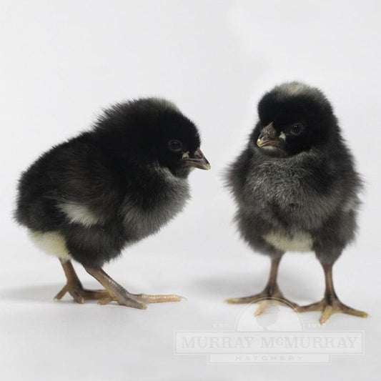 Barred Plymouth Rock Chick - Female - #9212