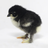 Black Cochin Chick Female - #26322