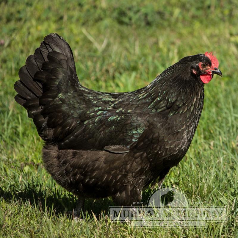 Chick Australorp Black Female - #14497
