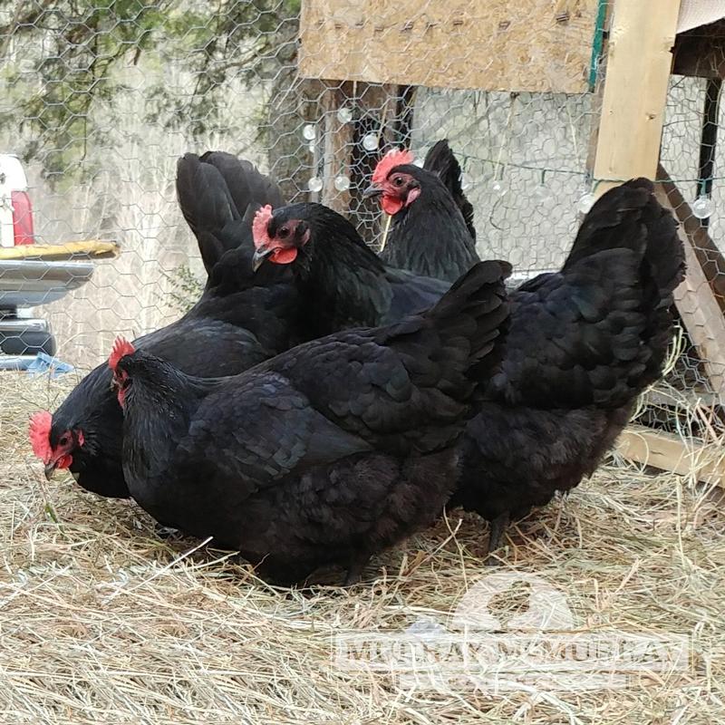 Chick Australorp Black Female - #14497