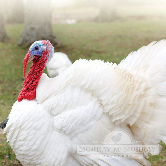 Murray's Giant White Turkey - Unsexed - #16736