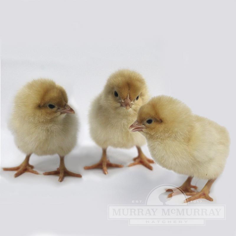 Buff Orpington Chick - Female - #9520