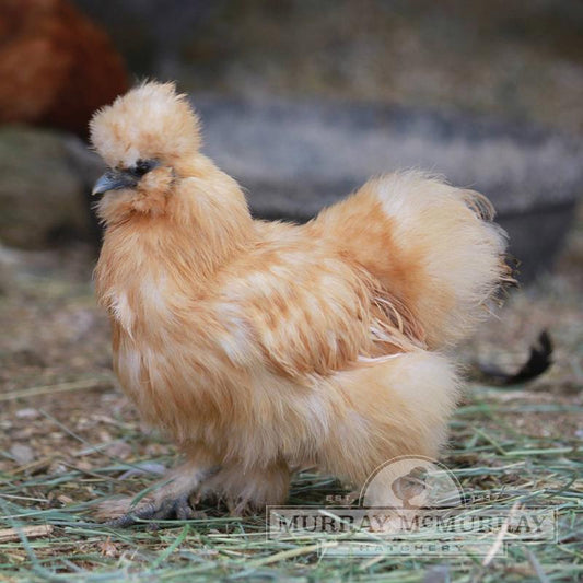 Buff Silkie Bantam - Unsexed - #32481