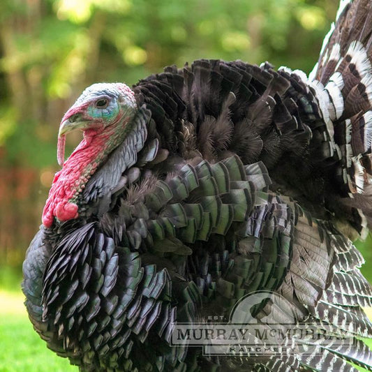Murray's Broadbreasted Bronze Turkey - Unsexed - #28964