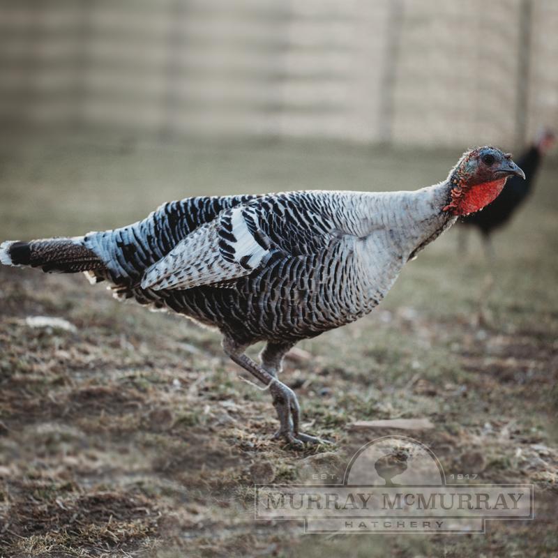 Narragansett Turkey - Unsexed - #32471