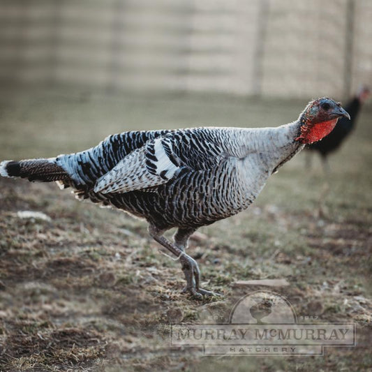 Narragansett Turkey - Unsexed - #32471