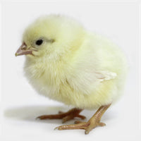 Pearl White Leghorn Chick - Female - #15596