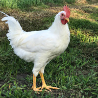 Pearl White Leghorn Chick - Female - #15596
