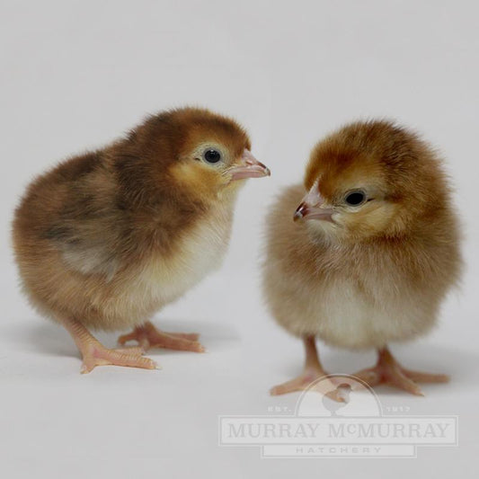 Rhode Island Red Chick - Female - #9211