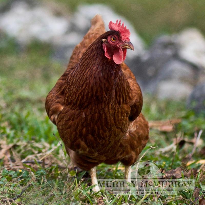 Rhode Island Red Chick - Female - #9211