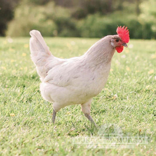 Chick Blue Andalusian Female - #9642