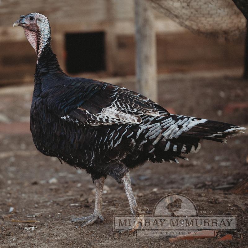 Standard Bronze Heritage Turkey - Straight Run - #11847