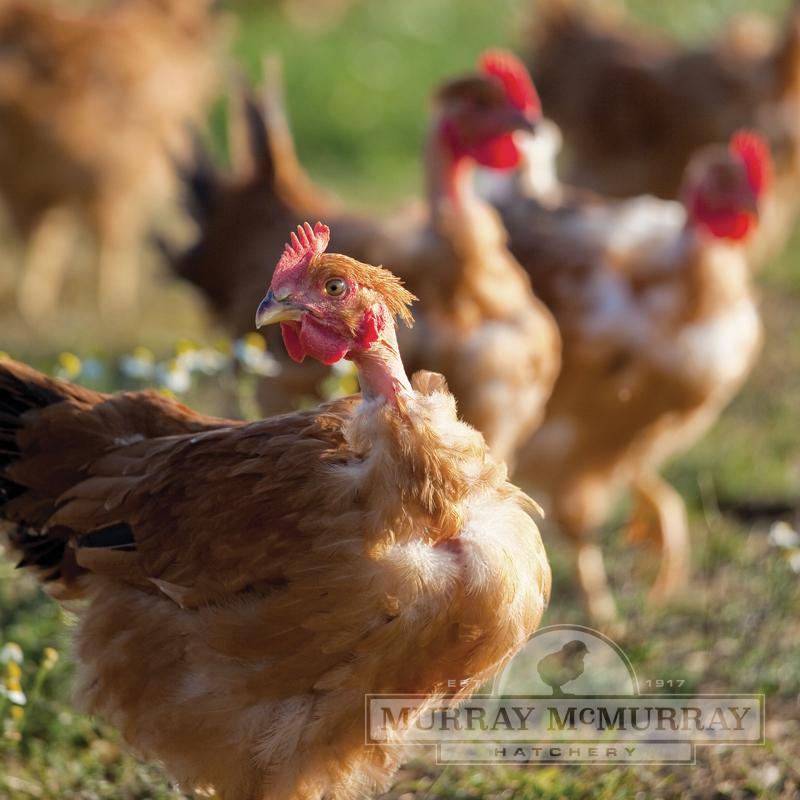 Chick Turken Naked Neck Female - #9603