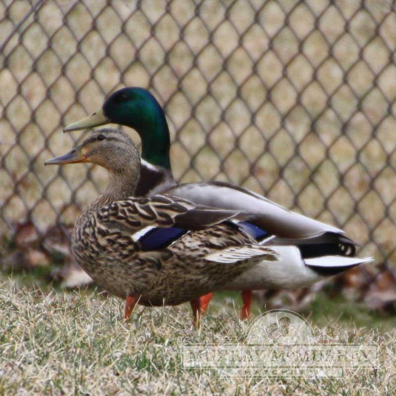 Flying Mallard Duck - #11661