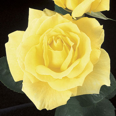 Rose Mellow Yellow - Hybrid Tea - TNP - #29780