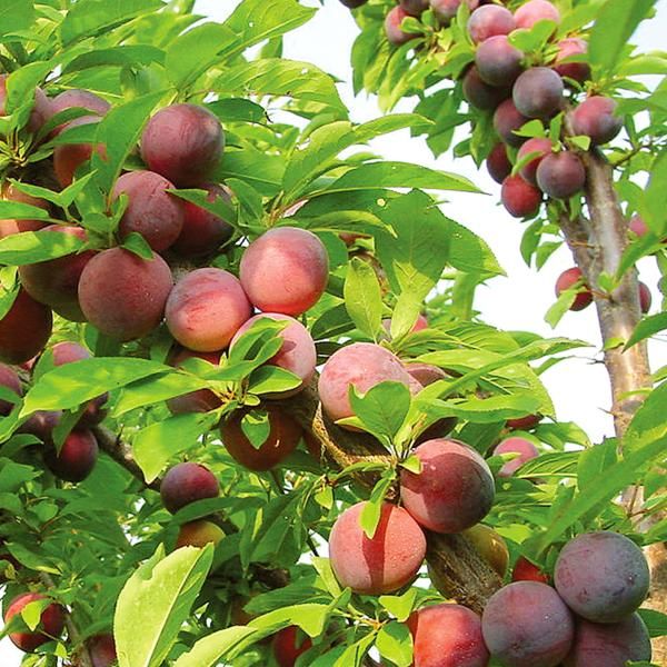 Methley Plum - Grow Bag - #29641