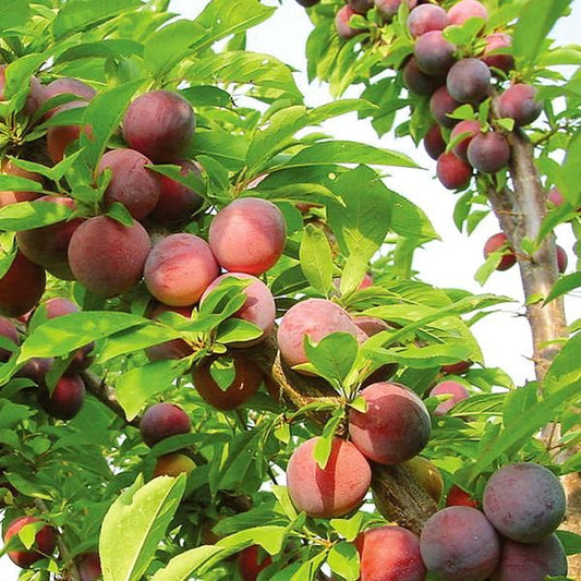 Methley Plum - Grow Bag - #29641
