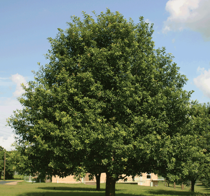Monterrey Oak - 15 Gallon - #32534