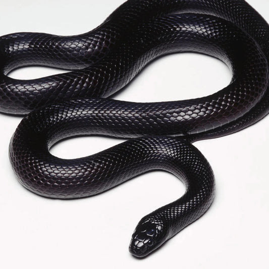 Mexican Black King Snake - #27347