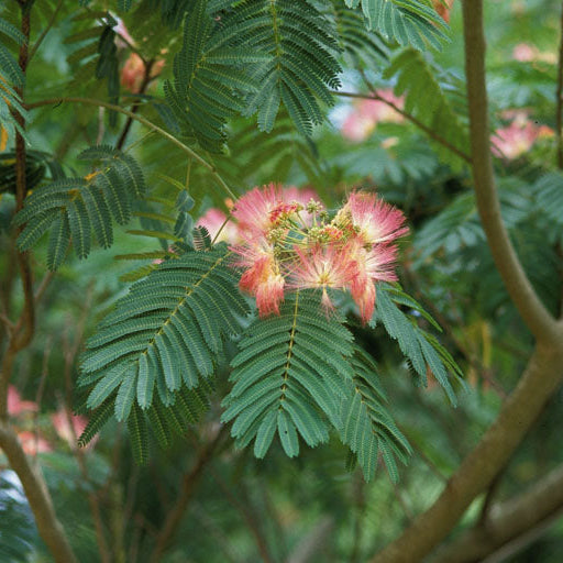 Mimosa Silk Tree - Grow Bag - #31718