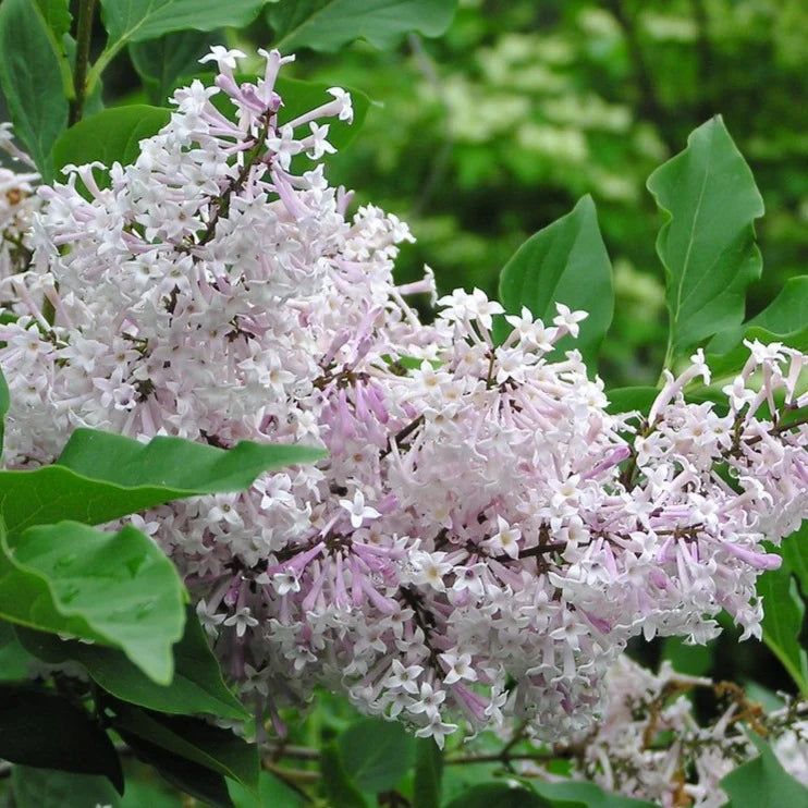 Miss Kim Lilac - 2 Gallon - #32826