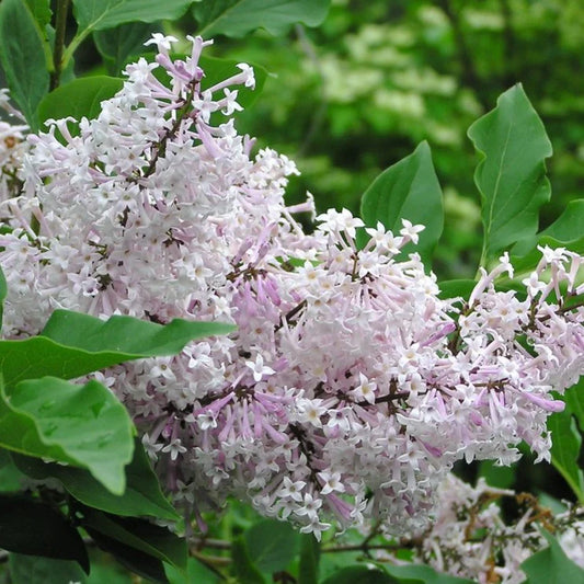 Miss Kim Lilac - 1 Gallon - #32827
