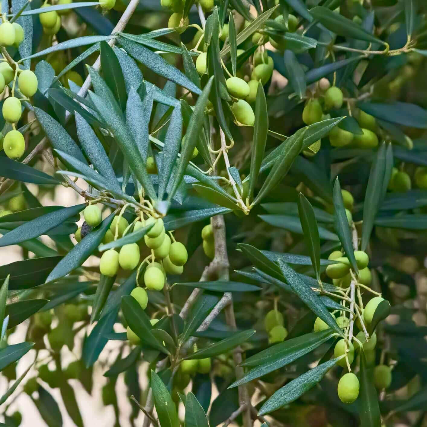 Fruiting Mission Olive - 2024 - Grow Bag - #31689
