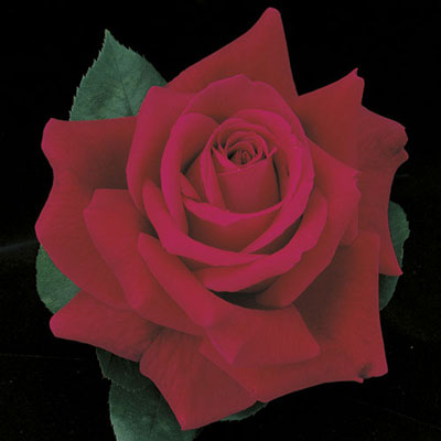 Rose Mister Lincoln - Hybrid Tea - TNP - #25009