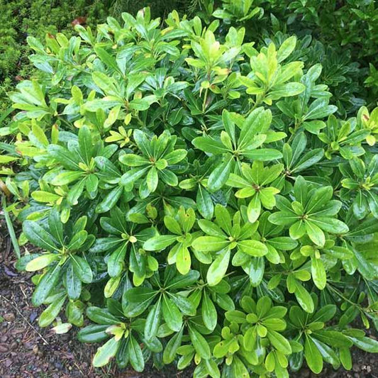 Mock Orange 'Wheeler's Dwarf' - 1 Gallon - #589