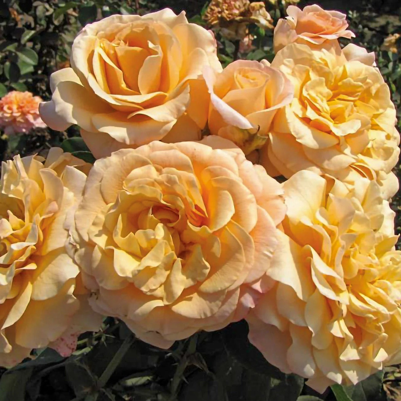 Rose Morning Glow - Floribunda - TNP - #29781
