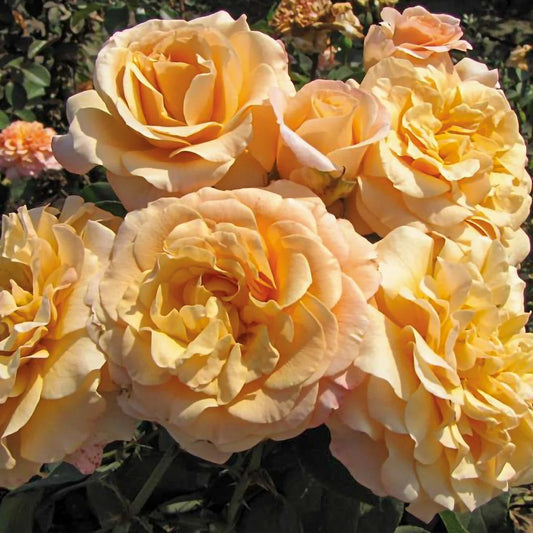 Rose Morning Glow - Floribunda - TNP - #29781