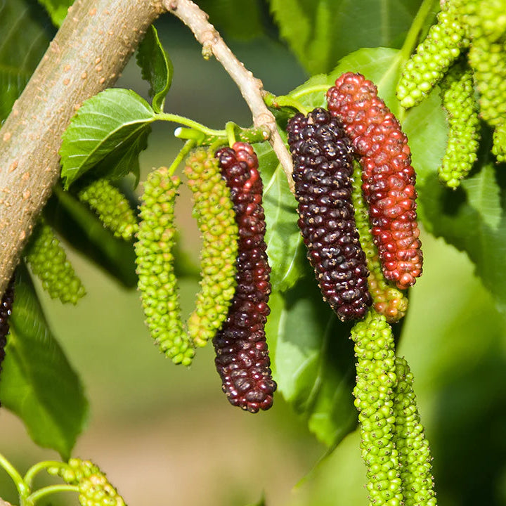 Mulberry 'Pakistan Fruiting' - 15 Gallon - #31927