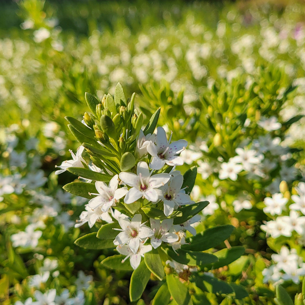 Putah Creek Creeping Myoporum - 1 Gallon - #32947