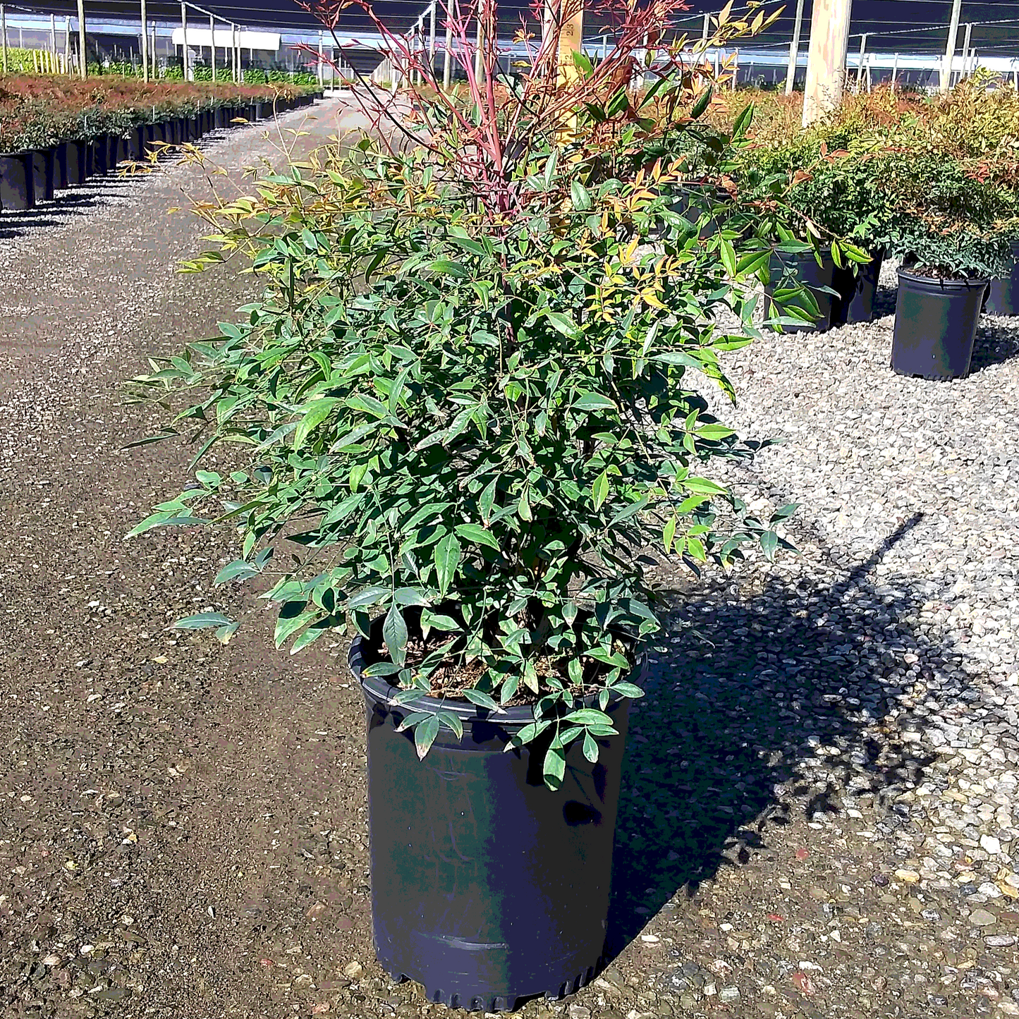 Heavenly Bamboo - 5 Gallon - #174