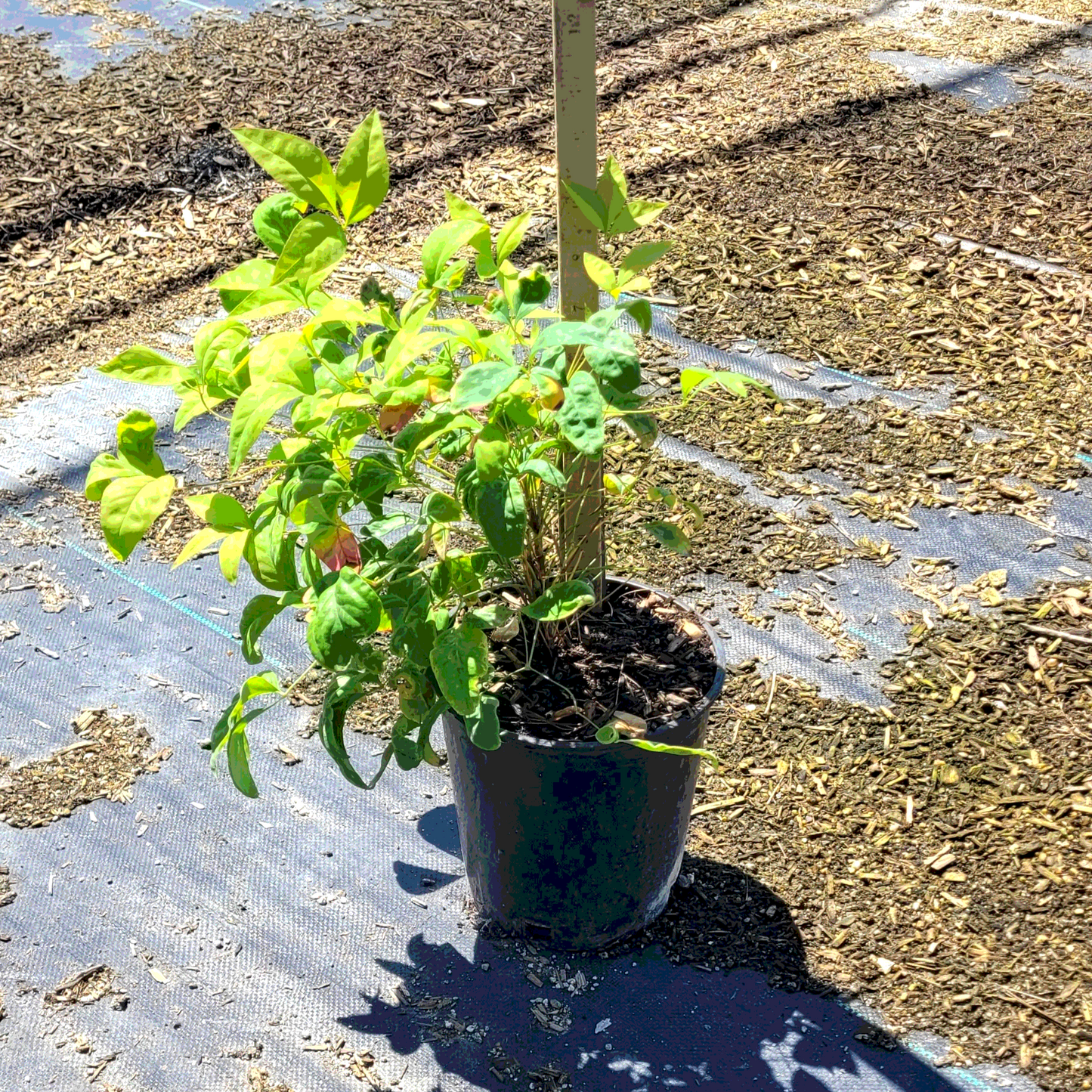 Firepower Heavenly Bamboo - 1 Gallon - #5660