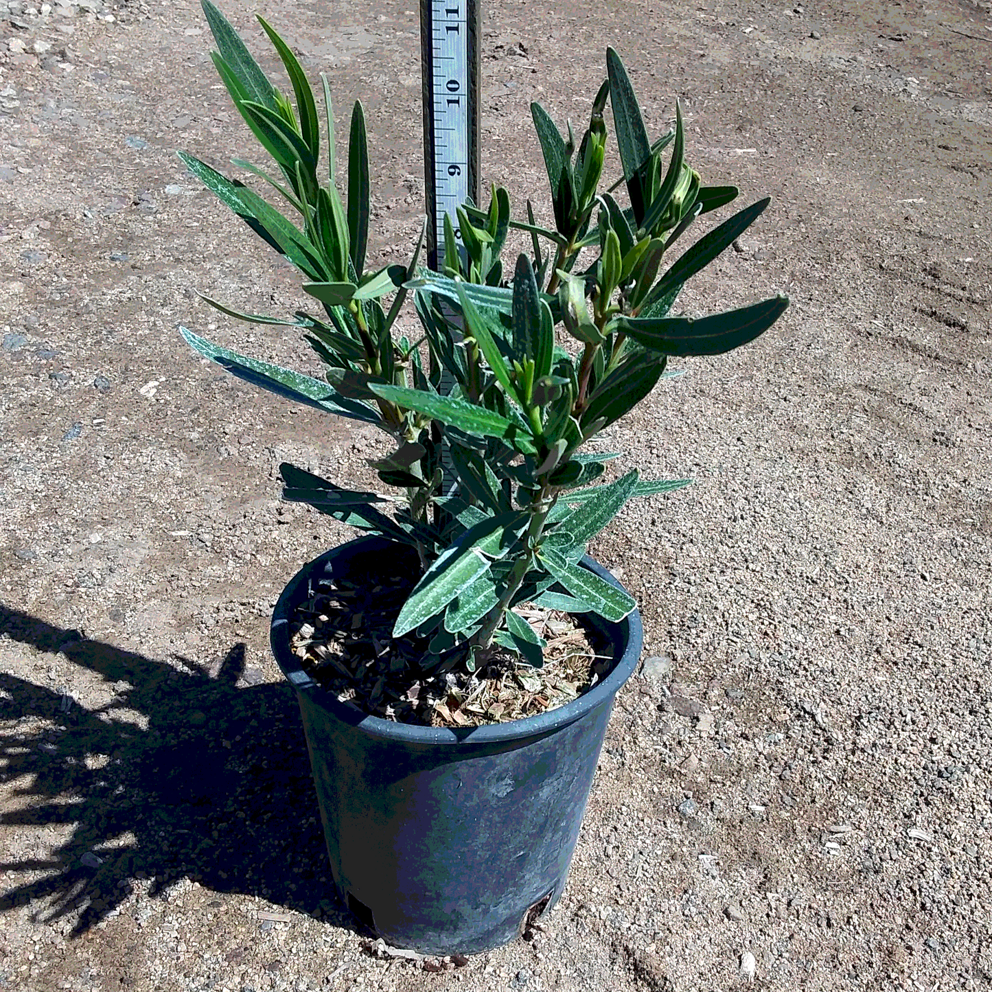 Oleander 'Petite Pink' - 1 Gallon - #579
